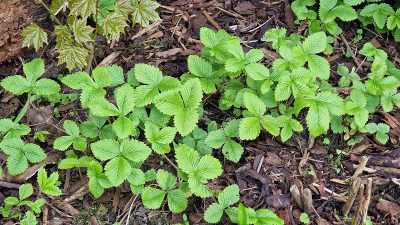 Wald-Erdbeeren