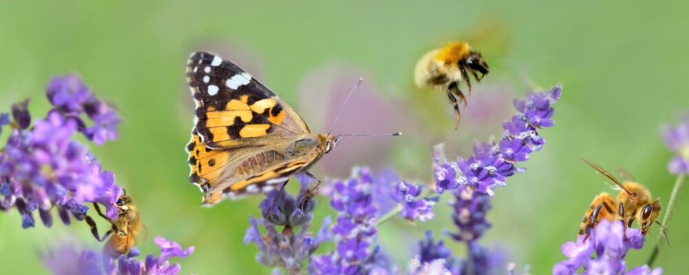 Pollinator-friendly garden