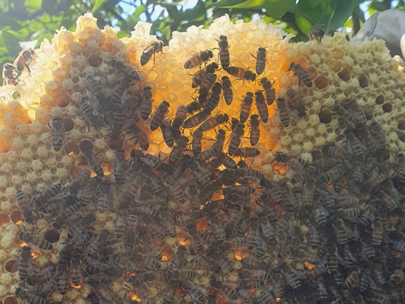 Bienen auf einer Wabe