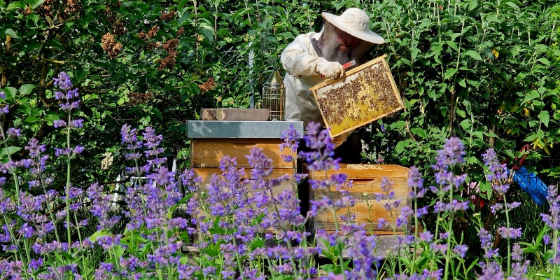 Imkern im Garten