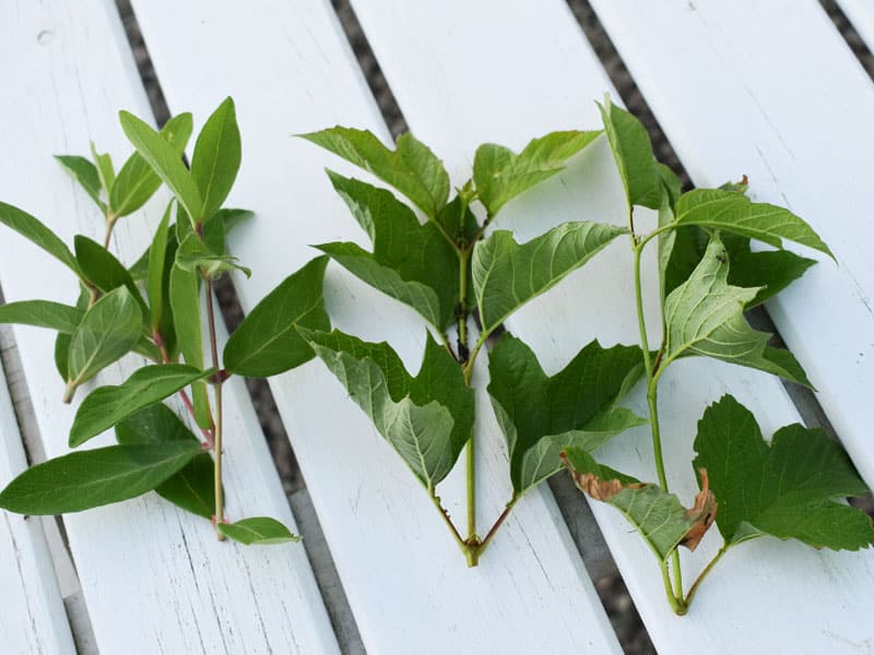 Olika sommarsticklingar - Gardenize - Jenny Löfström