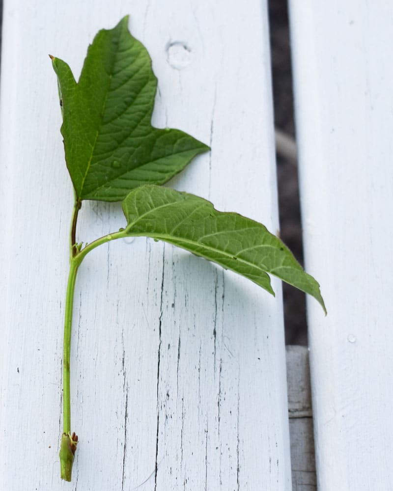 Sommarstickling föröka favoritväxterna