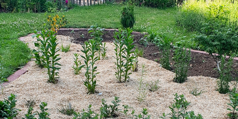 Staudenbeet mit Miscanthus-Mulch