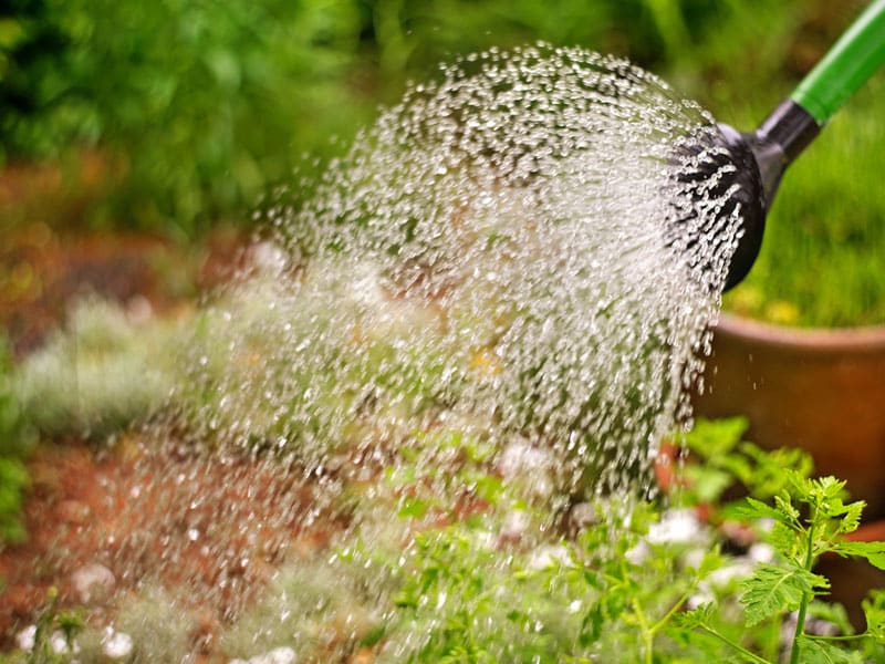 Watering fertalizing