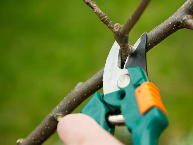 Pruning