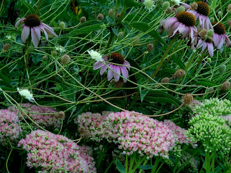 Fetthenne-im-Zusammenspiel-mit-Scabiose-und-Sonnenhut