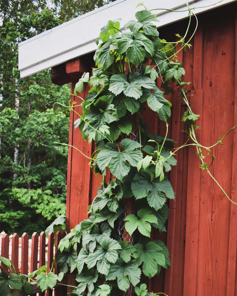 Humle höstplantering