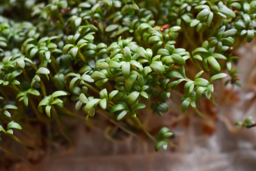 Smörgåskrasse - inomhusodling