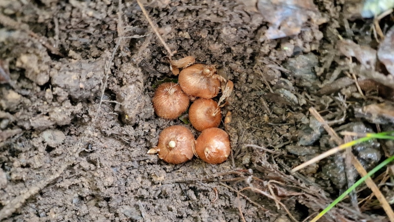 Blumenzwiebeln vor dem Bedecken mit Erde