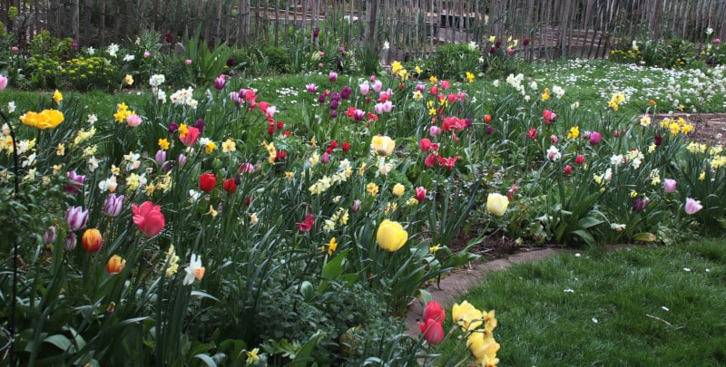 Farbenfrohe Frühblüher im Staudenbeet