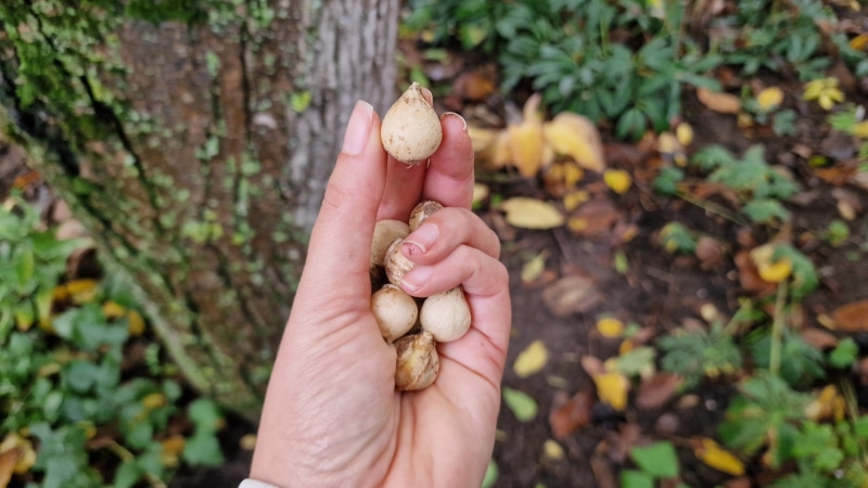 Feste und nicht verfärbte Blumenzwiebel