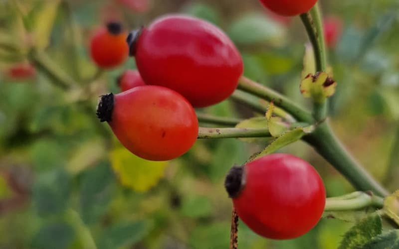Hagebutte, die Frucht der Hundsrose Hagebutte, die Frucht der Hundsrose - Natalie
