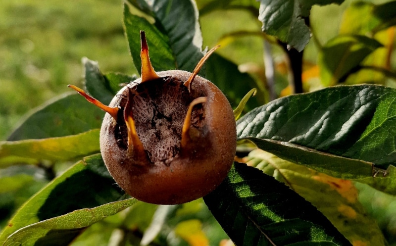Titelbild Frucht einer Mispel Heimisches Wildobst für deinen Garten - Natalie