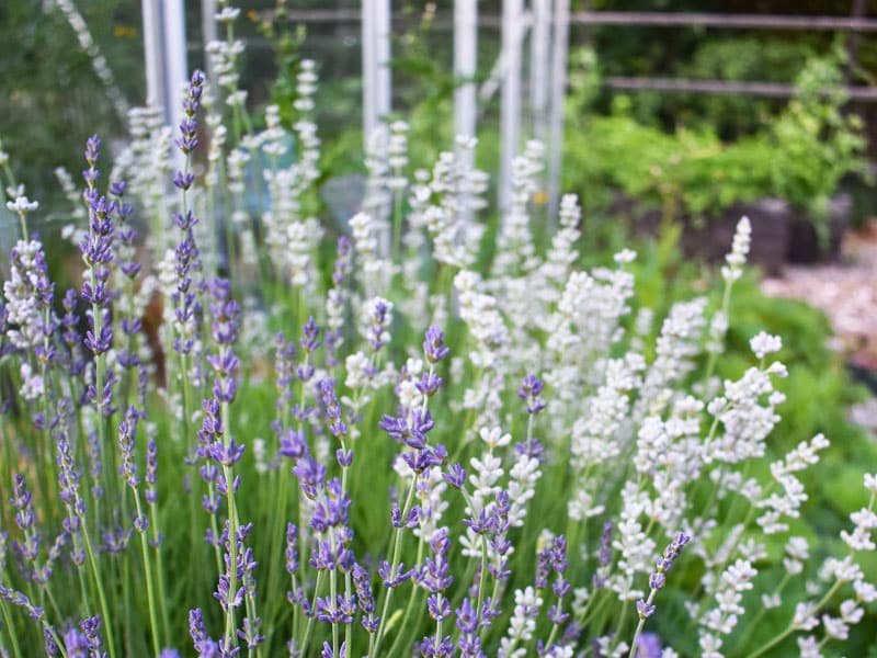 Beskära och skörda lavendel