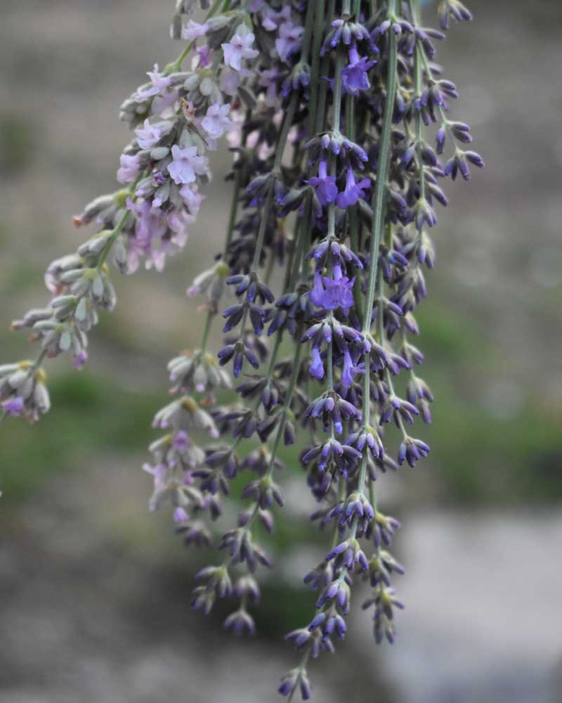 Bukett med lavendel i olika lilablå färger.