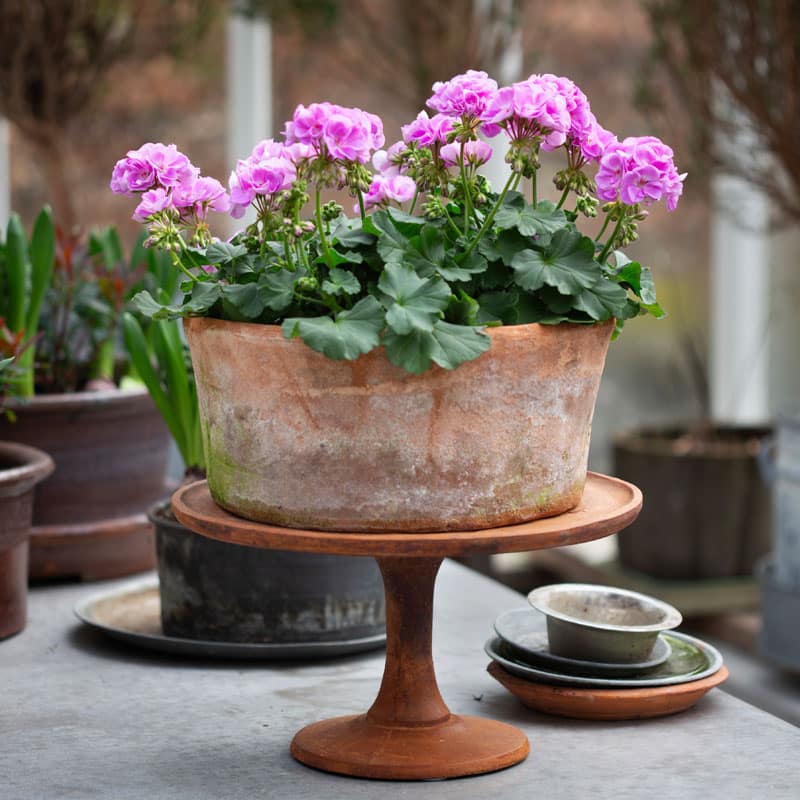 Årets Pelargon 2024 - Gardenize - Anna Clarén