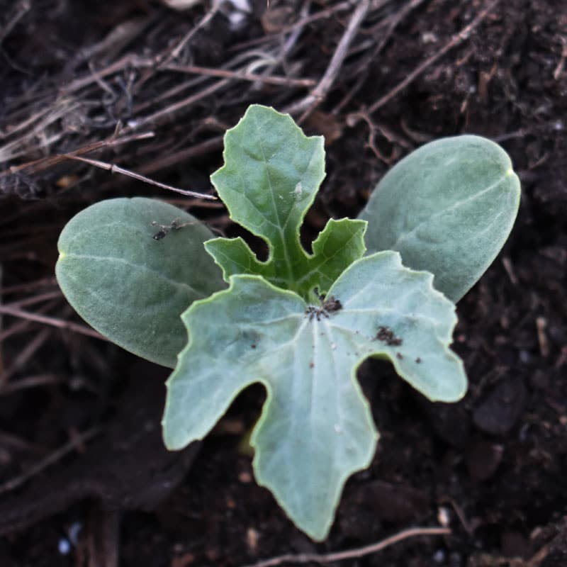 Melonplanta - hur du odlar och skördar melon