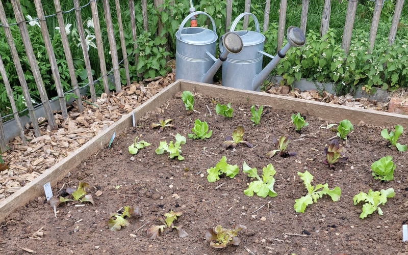 Sich stetig entwickelnde Salatbar Start in die Gartensaison - 5 Pflanzen die im März ins Freiland können