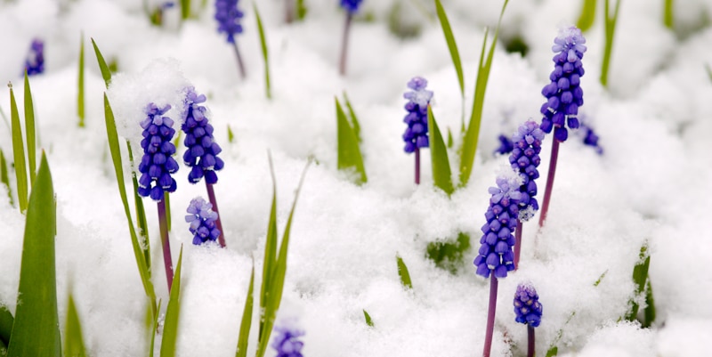 Traubenhyazinthen unter Schneedecke im Start in die Gartensaison - 5 Pflanzen die im März ins Freiland können