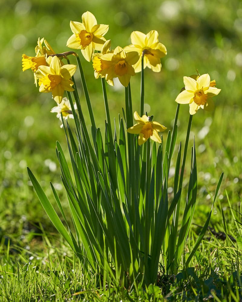 Nya påskliljor från överblommade lökar