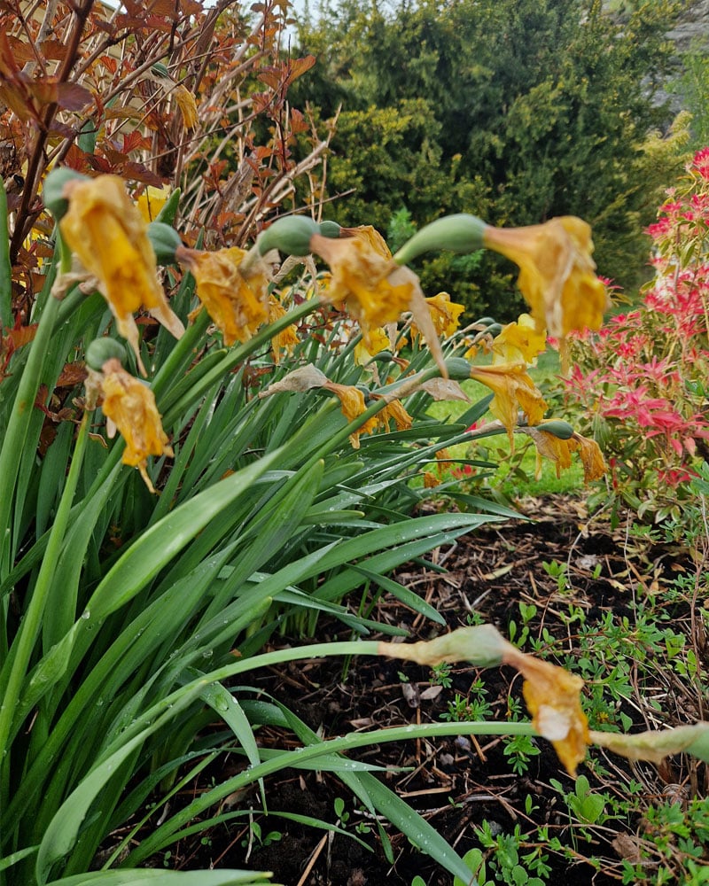 Överblommad påsklilja kan planteras om