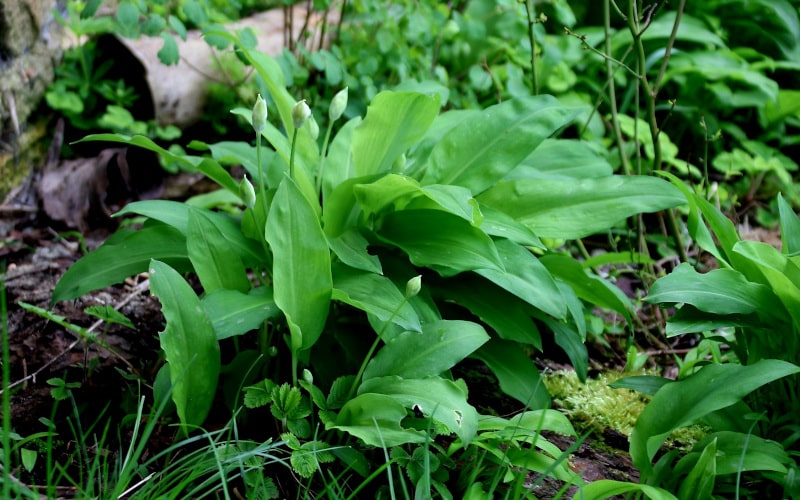 Bärlauch in deinem Garten anbauen - Natalie Bauer