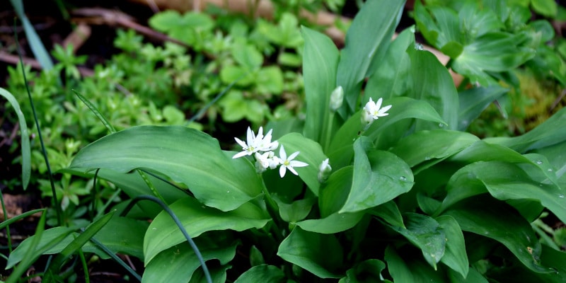 Bärlauch im Garten anbauen und ernten - Natalie Bauer