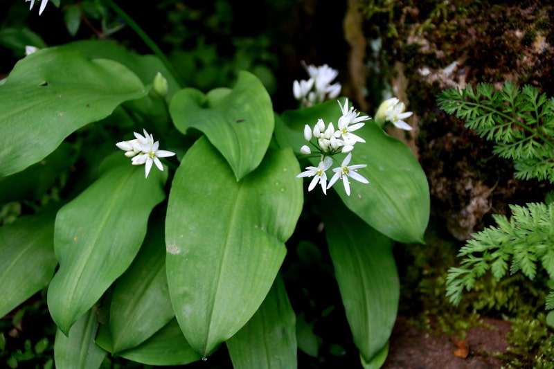 Bärlauch im Garten und im Wald ernten - Natalie Bauer