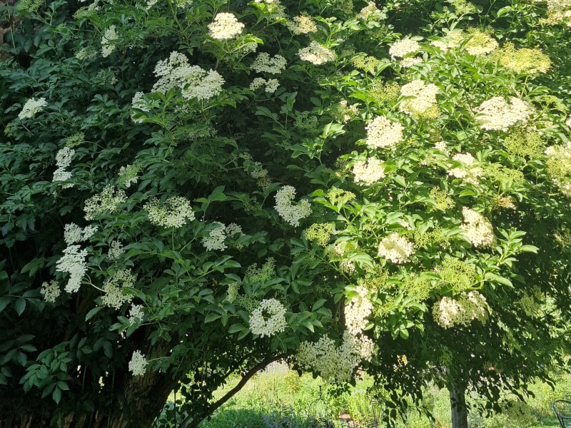 Pflegeleichte Sträucher für deinen Garten