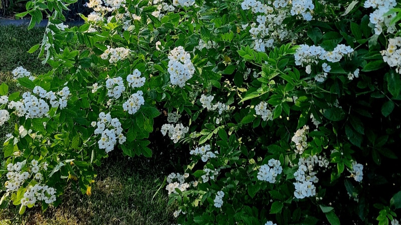 Hundsrose mit Blüte