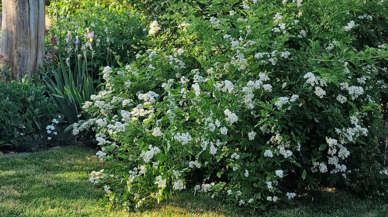 Pflegeleichte Sträucher für deinen Garten