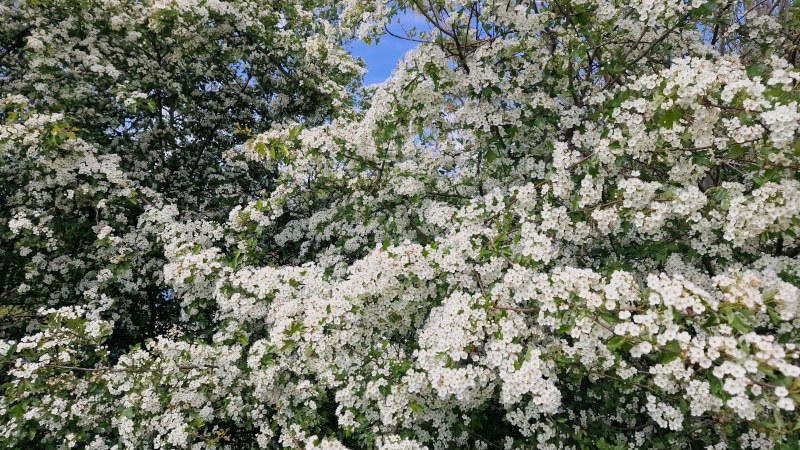 Pflegeleichte Sträucher für deinen Garten