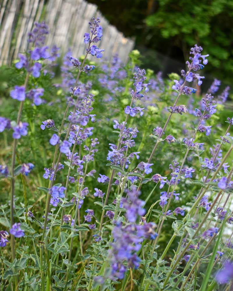 Kantnepeta - plantera i slänt