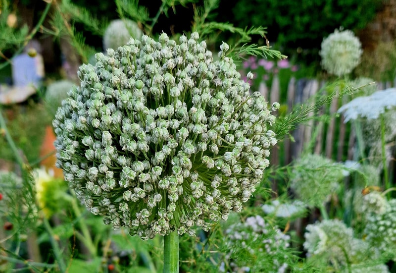 Blühender Gemüsegarten