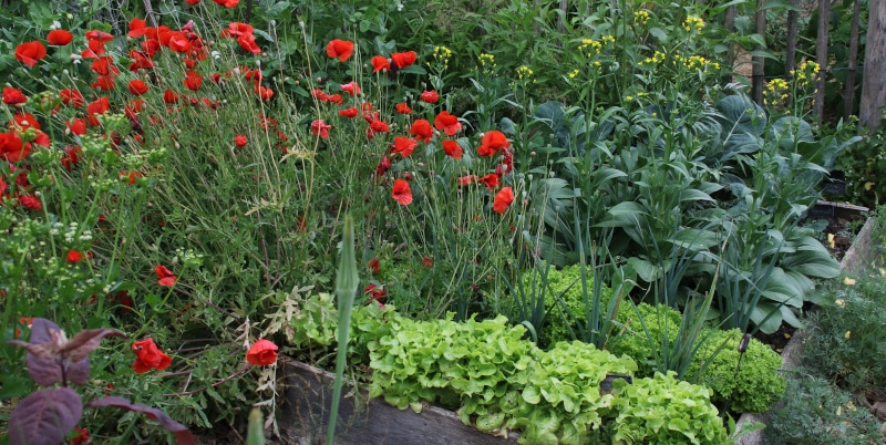 Blühender Gemüsegarten