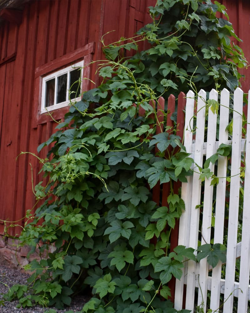 Humle - Snabbväxande och lättodlad - Gardenize