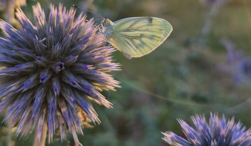 Die drei schönsten Disteln für deinen Garten