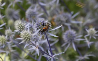 The three most beautiful thistles for your garden