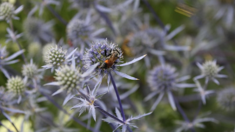 The three most beautiful thistles for your garden