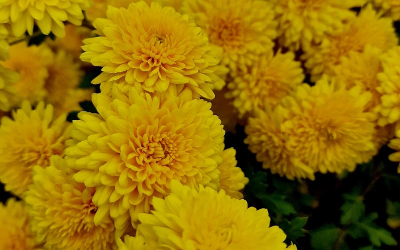 Winterharte Chrysanthemen für dein Staudenbeet