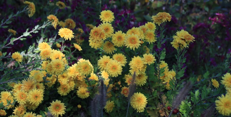 Winterharte Chrysanthemen für dein Staudenbeet