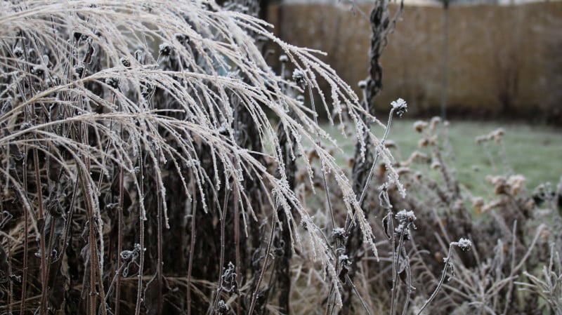 Strukturpflanzen im Winter - Gardenize