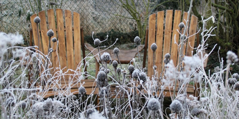 Strukturpflanzen im Winter - Gardenize