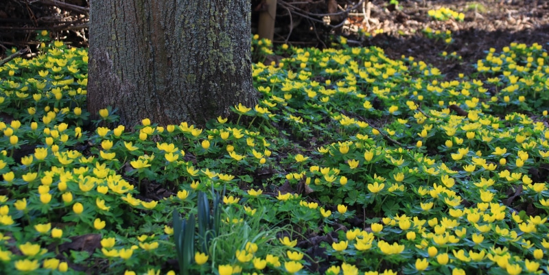 Winterlinge eignen sich für das Unterpflanzen von Bäumen Winterlinge: Strahlende Vorboten des Frühlings