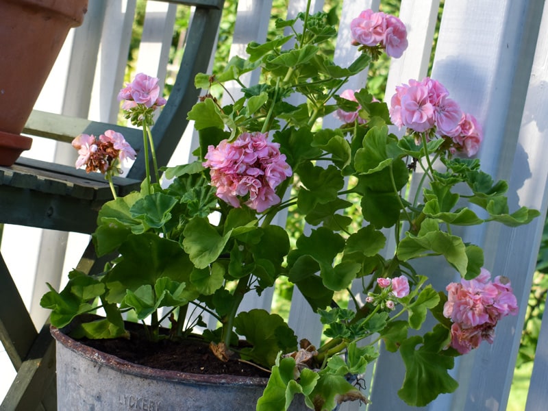 Väcka pelargonen till liv efter vintervilan - Gardenize