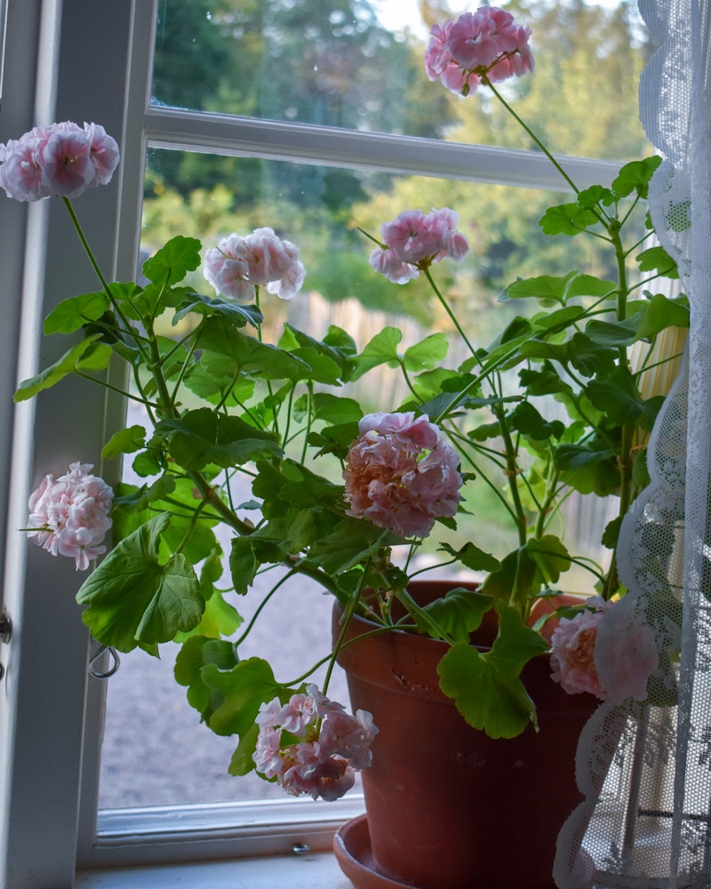 Pelargon i fönster - Gardenize
