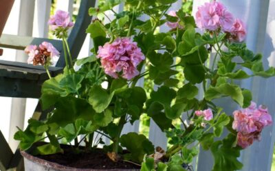 Vacker pelargon i trädgård - Gardenize