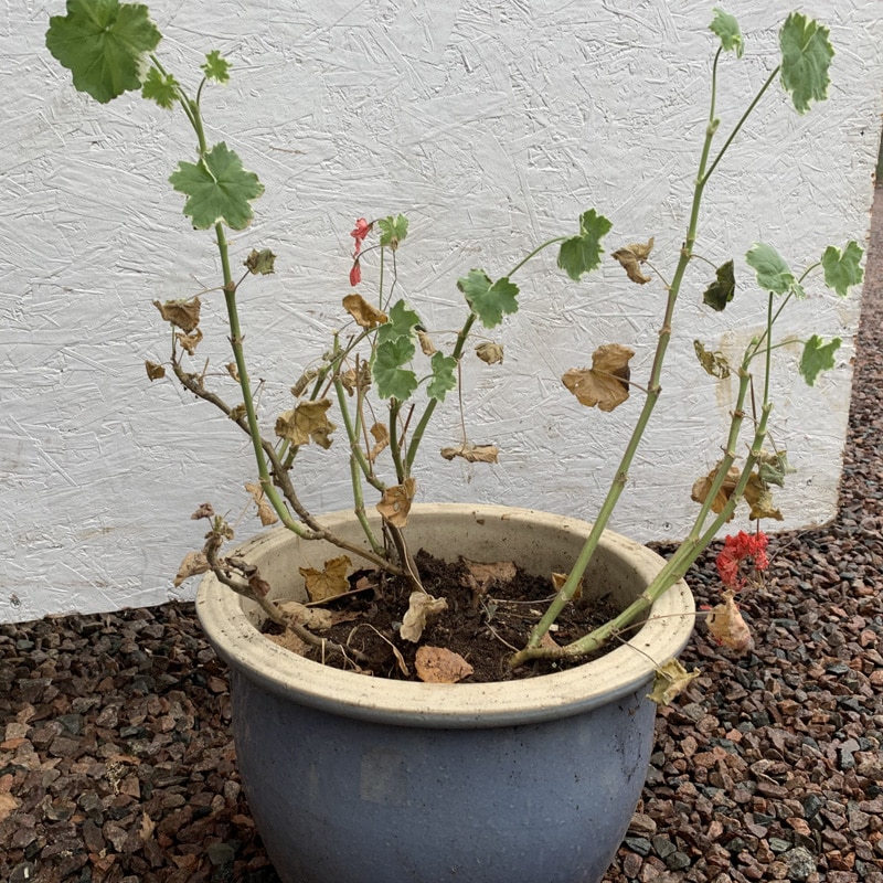 Beskär Pelargonen - Gardenize