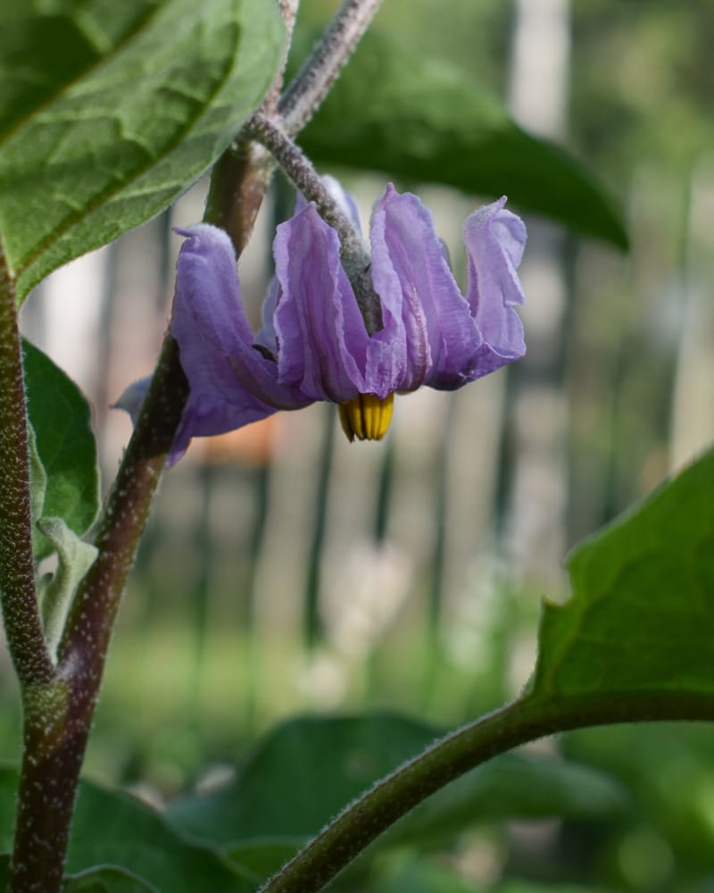 Aubergineblomma odla eget