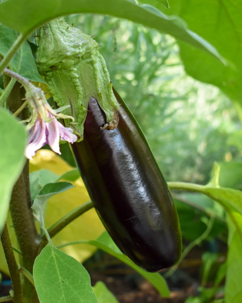 Aubergine - odla själv